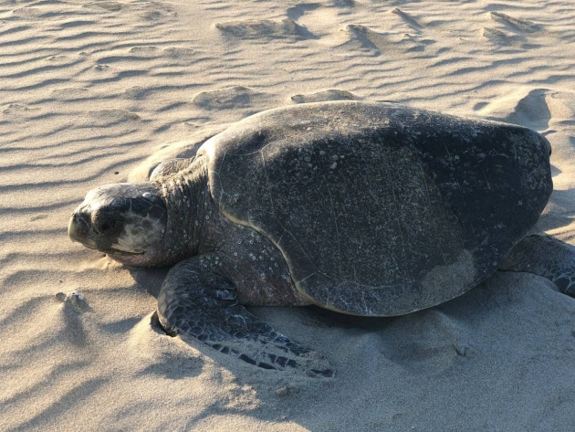 Separa PC a 2 elementos relacionados con robo de huevos de tortuga 