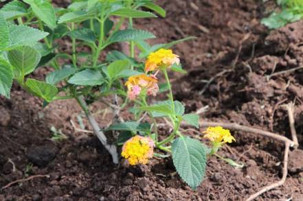 Jardines para Polinizadores, refugio y alimentación en zonas urbanas: Semaccdet 