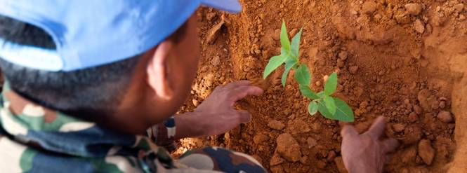 Alianzas para la Prevención de la Explotación del Medio Ambiente en la Guerra y los Conflictos Armados: ONU 