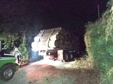  Asegura División Ambiental de la SSP camión cargado con madera ilícita  