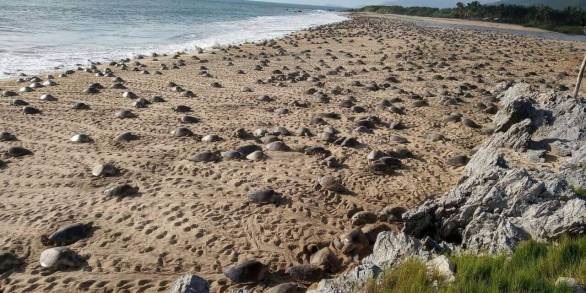 ARRIBAN TORTUGAS GOLFINAS UNA ESPECIE PROTEGIDA Y RESGUARDADA EN LAS COSTAS MICHOACANAS