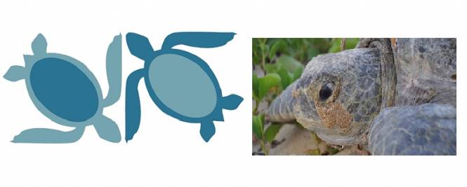 La UMSNH es sede de la 2a Reunión Internacional sobre Tortugas Marinas del Pacifico Oriental Tropical
