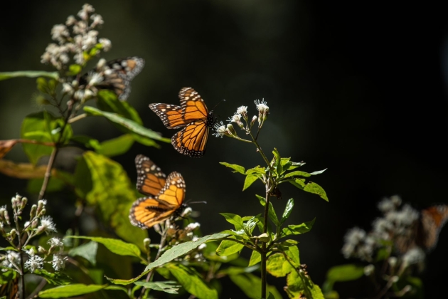 Disfruta el esplendor de la Mariposa Monarca en los bosques michoacanos 