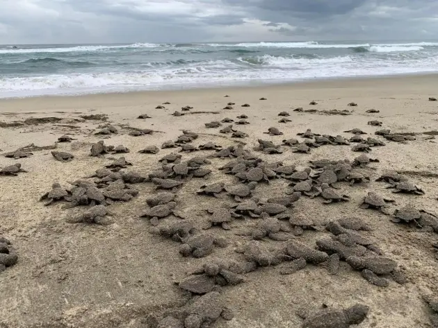 Se liberaron 2.4 millones de crías de tortuga marina en playas de Michoacán 
