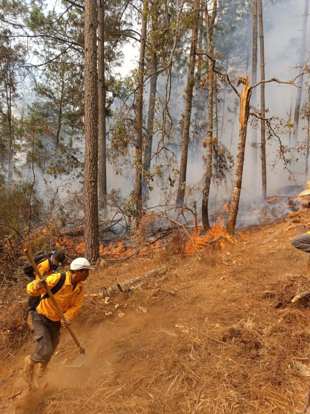 Con apoyo aéreo, 149 brigadistas combaten incendio forestal en Salvador Escalante: Cofom 
