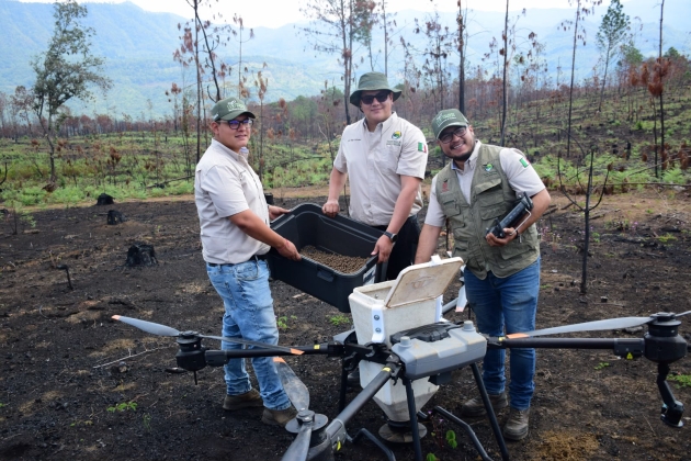 Así es la tecnología de las semillas que reforestan los Bosques Michoacanos 