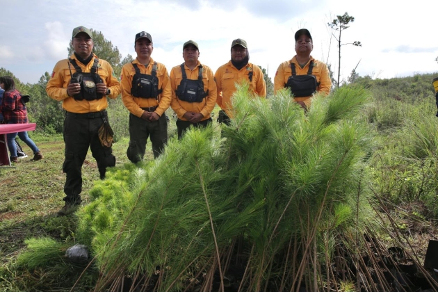 Reforestación en Michoacán, clave para la recuperación de ecosistemas y Recursos Hídricos 
