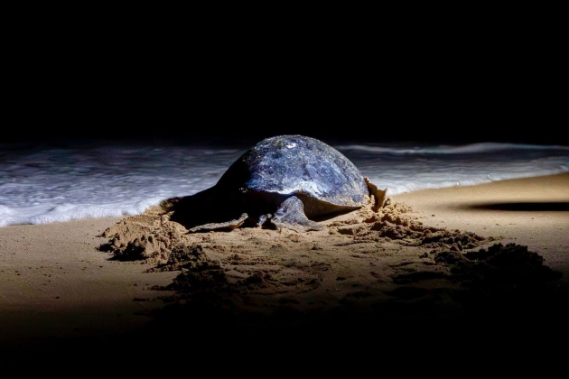 Se Informó que los Campamentos Tortugueros de Michoacán Liberaron casi 5 mil Tortugas Laúd  en esta Temporada