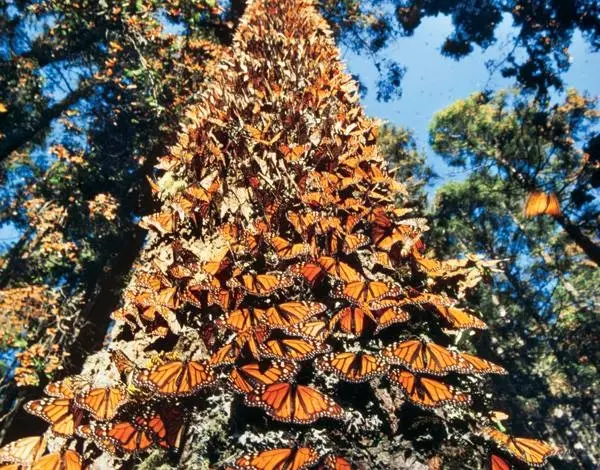 Los Santuarios de la Monarca, a la espera de 500 mil visitantes: SECTUR 