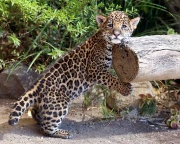 Zoológico de Morelia, listo para recibir a felinos de fundación Black Jaguar-White