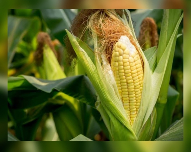Productores de granos plantean problemática en producción y comercialización de maíz 