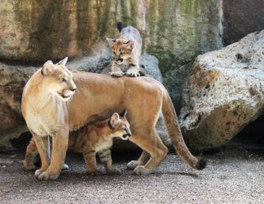 Â¡ Parque Zoológico de Morelia, casi medio siglo conservando la vida animal !