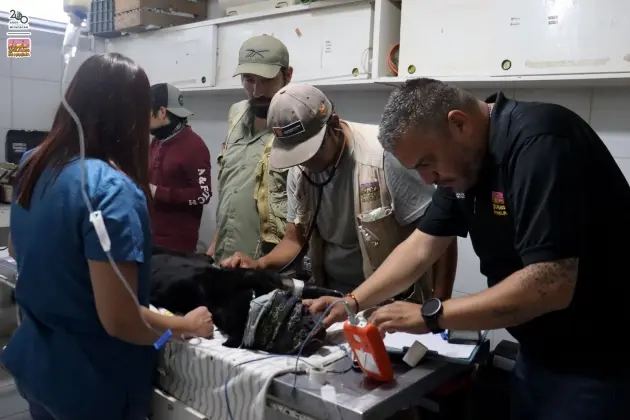 Reporta el zoológico delicada de salud a la jaguar rescatada y a guanacos, tras su contacto con lodos contaminados del OOAPAS