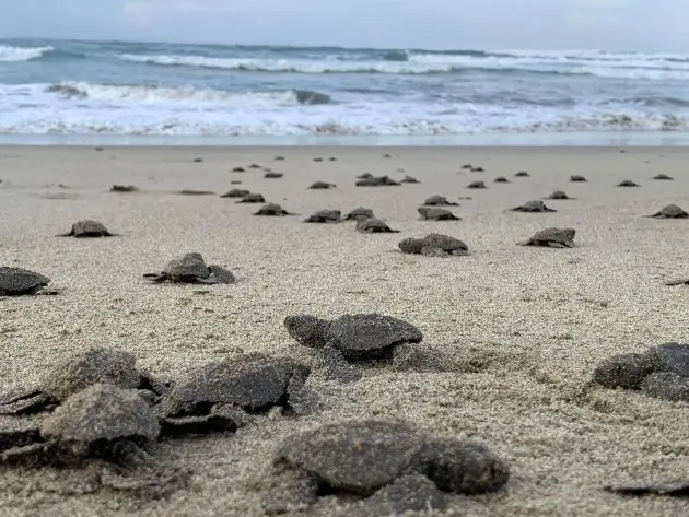 Nacen en playas michoacanas las primeras tortugas golfinas de la temporada 