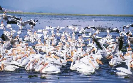 Michoacán ofrece al turista y visitante experiencias inolvidables: Sectur