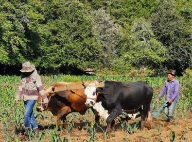 En Pichátaro, Agricultura Sustentable brinda mayor nutrición en cultivos