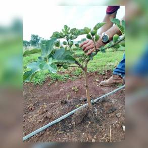 Con Agricultura Sustentables, abundantes frutos en plantas de Higo