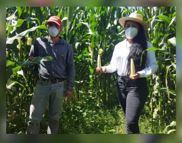 Logra Agricultura Sustentable 9 toneladas por hectárea de maíz en Pátzcuaro   