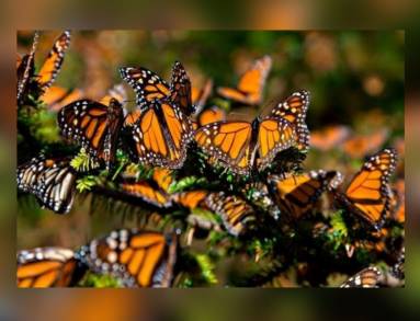 Santuarios de la Mariposa Monarca Se reaperturan para el Turismo: medidas de sanidad serán prioridad 