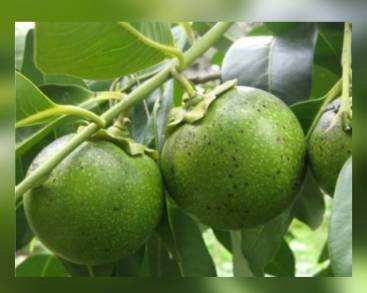 Michoacán, 4Â° productor nacional de zapote; aporta el 8.8% del fruto del país 