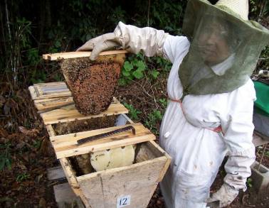 Michoacán exporta cerca de mil toneladas de miel  anualmente. 