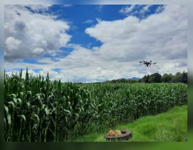 Logra el Programa de  Agricultura Sustentable extraordinarios resultados en maíz de Tzintzuntzan 