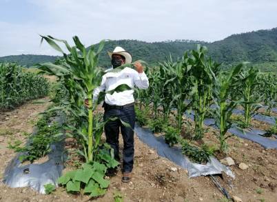 Agricultura Sustentable, legado para Michoacán sin costos Ambientales 