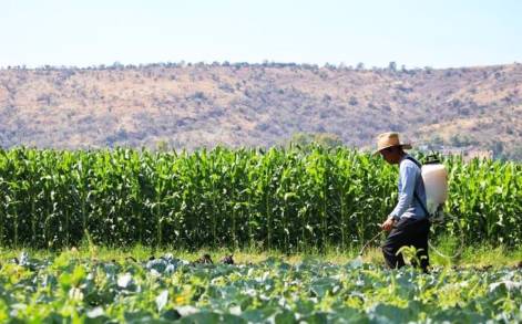 Michoacán es potencia agropecuaria y estamos reconstruyendo el campo, fuente de bienestar y riqueza: ARB