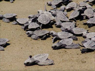 Se prepara la Costa michoacana para el arribo de tortugas marinas: SECTUR