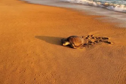 CAMPAMENTO TORTUGUERO EL HABILLAL ASOCIACION CIVIL  COMPROMETIDOS CON LA CONSERVACIÃ“N DE LA TORTUGA MARINA