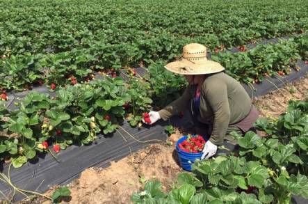 Con Agricultura Sustentable, Tanhuato producirá Fresa Orgánica