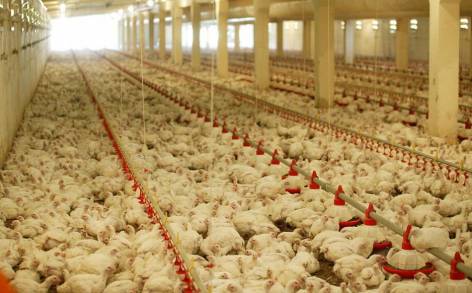 Produce Michoacán 123 mil toneladas de Carne de Aves