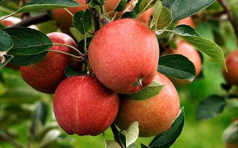 Se producen en Michoacán más de mil toneladas de manzana 