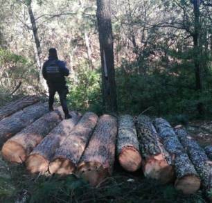  Asegura SSP vehículo y madera Ilícita en Charo Michoacán