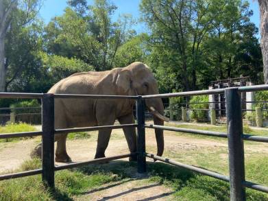 Confirma Zoológico de Morelia que el elefante Chamberu goza de buena salud