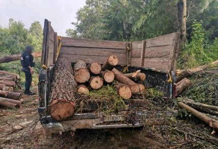 Atiende SSP reporte de tala clandestina y asegura vehículo cargado con madera ilegal