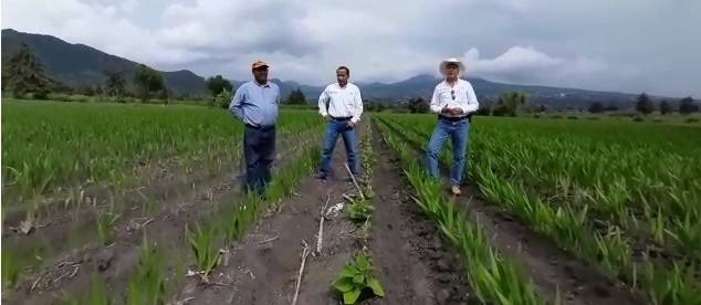 Agricultura Sustentable le ha cambiado el rostro al campo michoacano