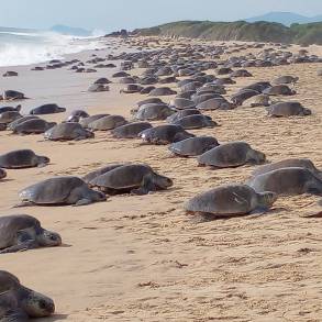 4to. Arribo Masivo de tortuga Golfina en Punta Ixtal 