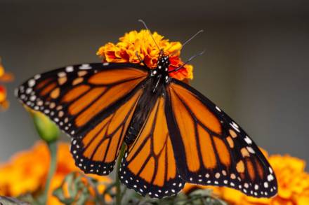 Desde los Santuarios de la Mariposa Monarca, buscará Michoacán ser ejemplo en conservación de la naturaleza 