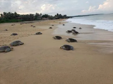 SEGUNDO ARRIBO MASIVO DE TORTUGA EN PUNTA IXTAL 