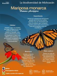Comienza el arribo de la mariposa monarca a los Santuarios de Michoacán  