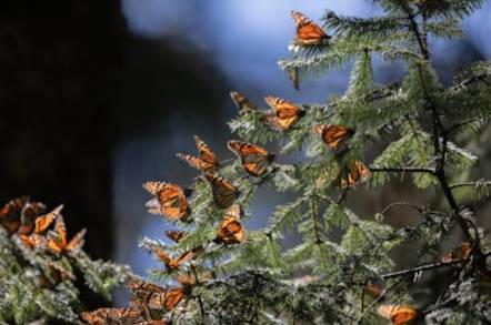 Santuarios de la Mariposa Monarca, espacios de turismo y conservación del ecosistema 