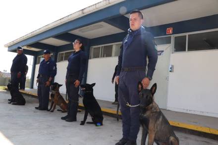 IEESSPP inicia la formación de perros policías para detección de drogas, armas y localización de personas 