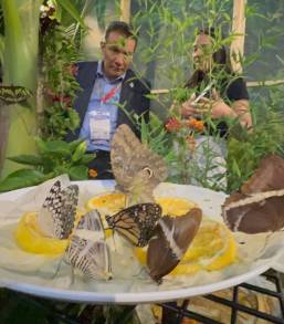 Mariposa Monarca genera gran interés en feria turística de Colombia: Sectur 
