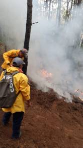 Controlado, 60% del incendio forestal en Cotija: Cofom 