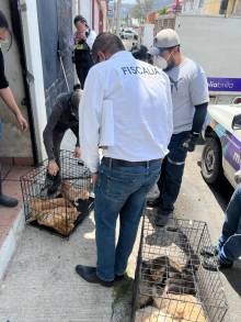Cumplimenta FGE orden de cateo en Morelia, rescatan más de 50 ejemplares caninos y felinos 