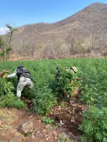 En Michoacán, Guardia Nacional y Ejército Mexicano localizan más de 28 mil plantas de aparente Marihuana 