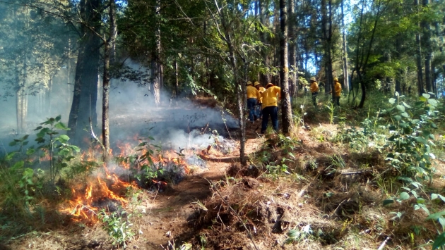 Michoacán frenó Fuego Forestal con 20 Millones de Pesos  