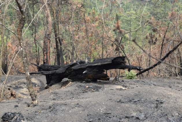 Michoacán redujo 9% la superficie afectada por incendios forestales: Cofom 