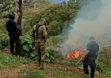 En Madero, GC y Sedena localizan y destruyen plantío de marihuana 